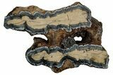 Mammoth Molar Slice With Case - South Carolina #349990-1